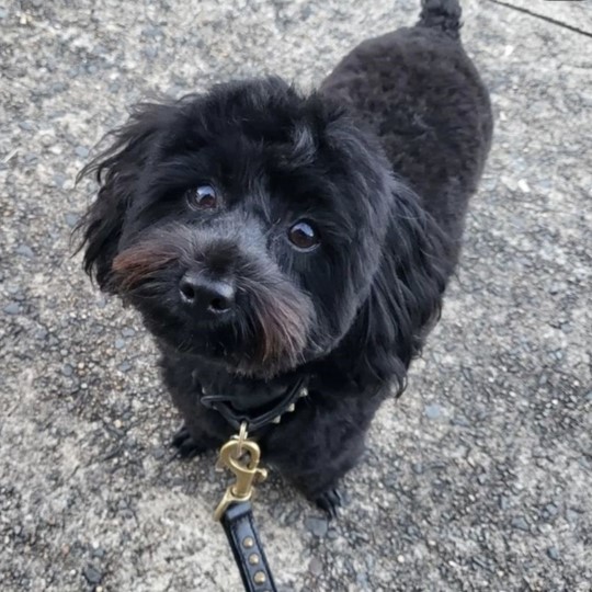 Olive Hav x Poodle lost 4 april